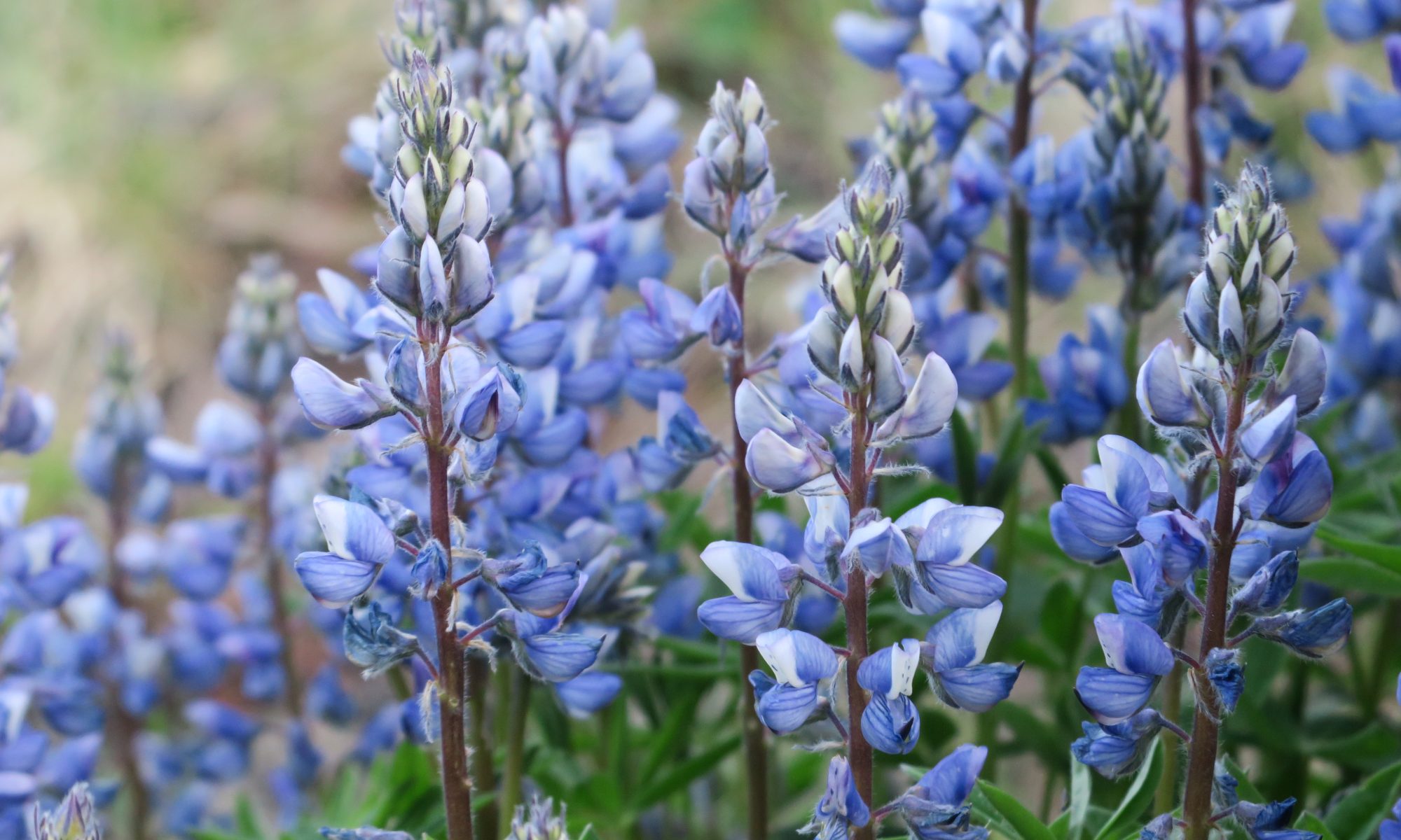 Arctic Lupines