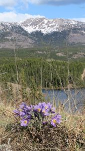 Clump of Prairie Crocus in front of Grey Mountain.