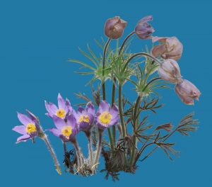 Prairie Crocuses young and old.