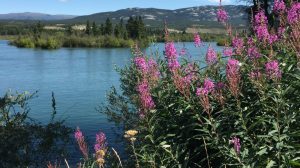 fireweed by the Yukon River