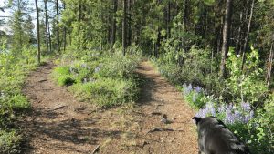 Lupine lined trail by Schwatka Lake, Whitehorse, Yukon