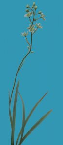Mountain death camas
